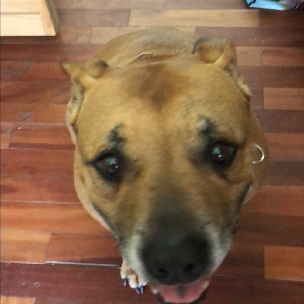 Meet your Posher, Bonnie